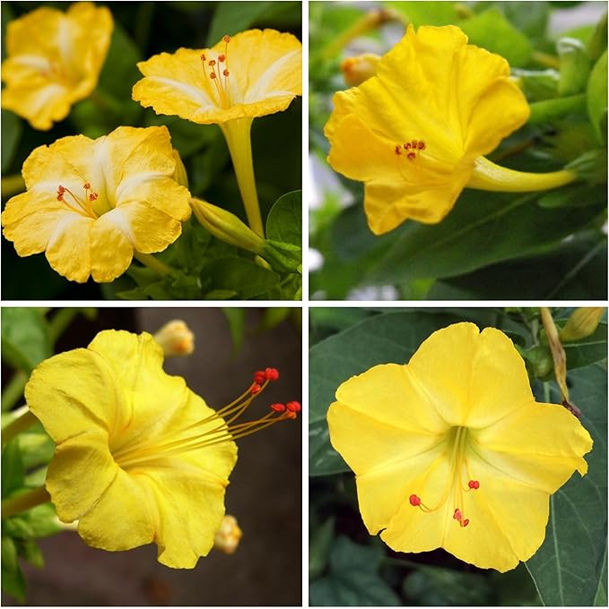 Seed Needs, Yellow Four O' Clock Seeds - 60 Heirloom Seeds for Planting Mirabilis Jalapa - Tender Perennial Flowers to Attract Butterflies, Hummingbirds & Other Pollinators (5 Packs)