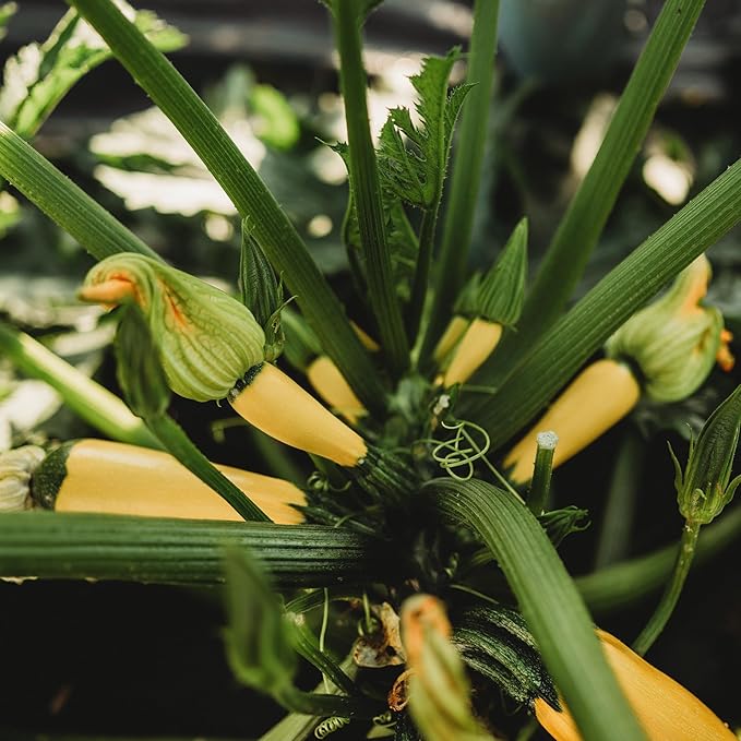 Golden Zucchini - 25 Seeds - Heirloom Yellow Zucchini Variety, Non-GMO Heirloom Zucchini Seeds for Planting Outdoors in The Home Garden, Thresh Seed Company
