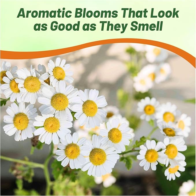 Outsidepride Roman Chamomile Seeds - 25000 Pcs Perennial, Drought Tolerant, Self-Seeding & Versatile, Herb Seeds for Planting Sweet Scented Daisy-Like Blooms, Ideal for Slopes & Pollinator Gardens