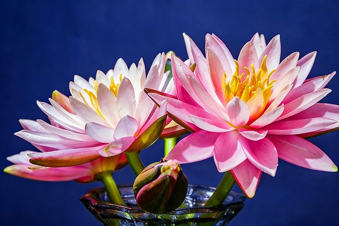 2 Packs of Dwarf Lotus Seeds for Planting in Water, 160+pcs Rare Bowl Lotus Flower Seeds, Heirloom Non-GMO Rare Beauty Flowers Plants Water Home Garden Lotus Bowl Planters for Outdoors Indoors