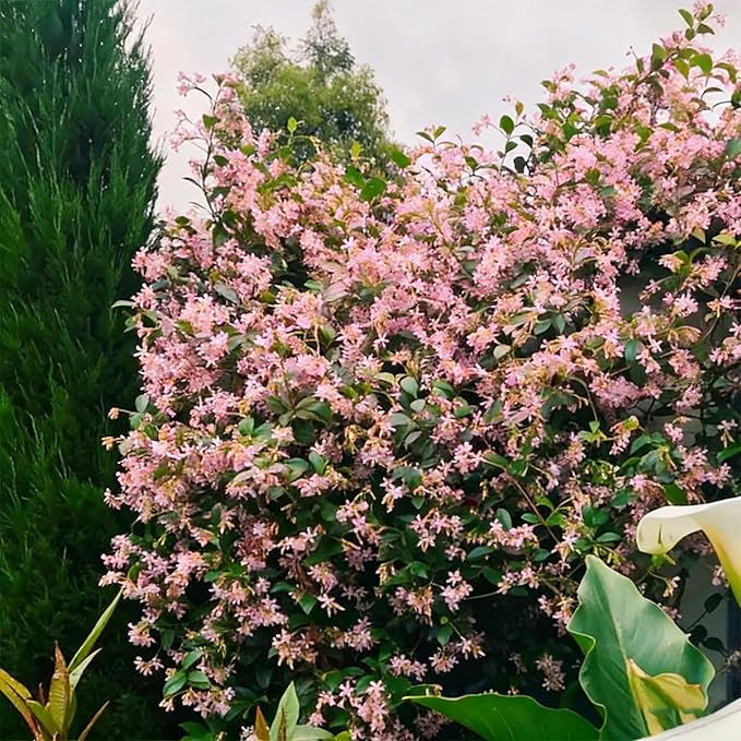 Climbing Jasmine Flower Seeds for Planting, 100+pcs Rare Perennial Fragrant Climber Jasmine Flower Seeds Plants, Non-GMO Heirloom Beauty Windmill Climbing Flowers in Home Garden Outdoors