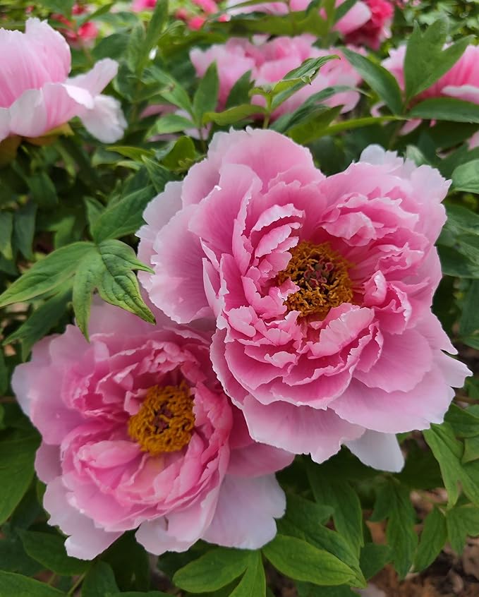 Mixed Colors Peony Flower Seeds Double Garden Plant Flower Bloom Rare Exotic Beautiful Perennial Bonsai Plant Garden 20pcs