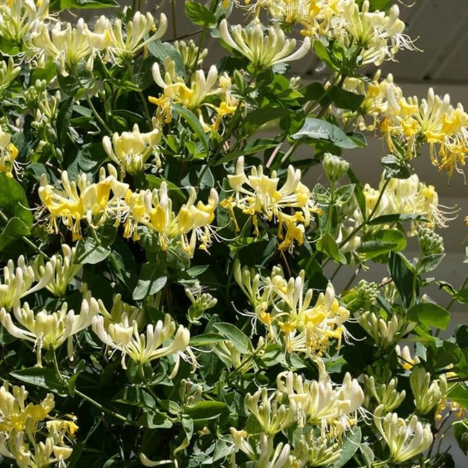 250+ Honeysuckle Seeds - High Germination Rate Perennial Climbing Flower Seeds Hardy Perennial Plant Seeds for Garden
