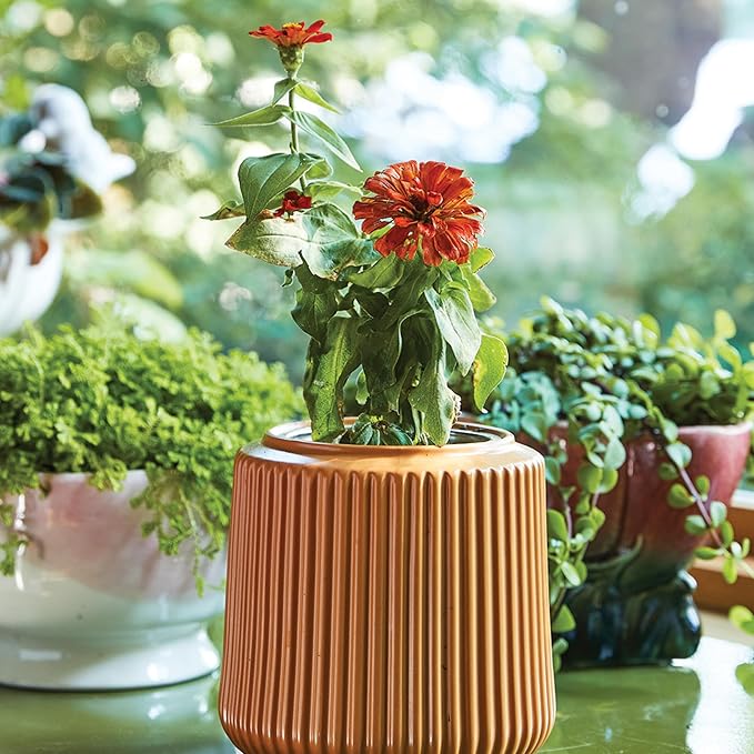Modern Sprout Flower Grow Kit - Ceramic Planter with Indoor Hydroponics Growing System Kit Ideal for Living Room Decor - Unique Gardening Gifts - Zinnia Dahlia Self Watering Flower Planting Kit