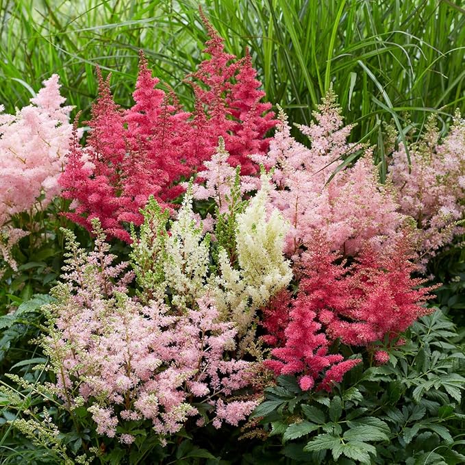 Complete Shade Perennial Flower Bulb Garden - 30 Bulbs for 50 Days of Continuous Blooms (Summer Color from July Through October) - Easy to Grow Summer Planting Bulbs by Willard & May