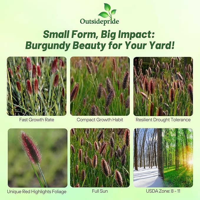 Outsidepride Pennisetum Thunbergii Red Buttons Ornamental Grass Seeds - 25 Pcs Perennial, Drought Tolerant Fountain Grass with Red Feathery Plumes for Low Maintenance Xeriscaping & Flower Arrangements