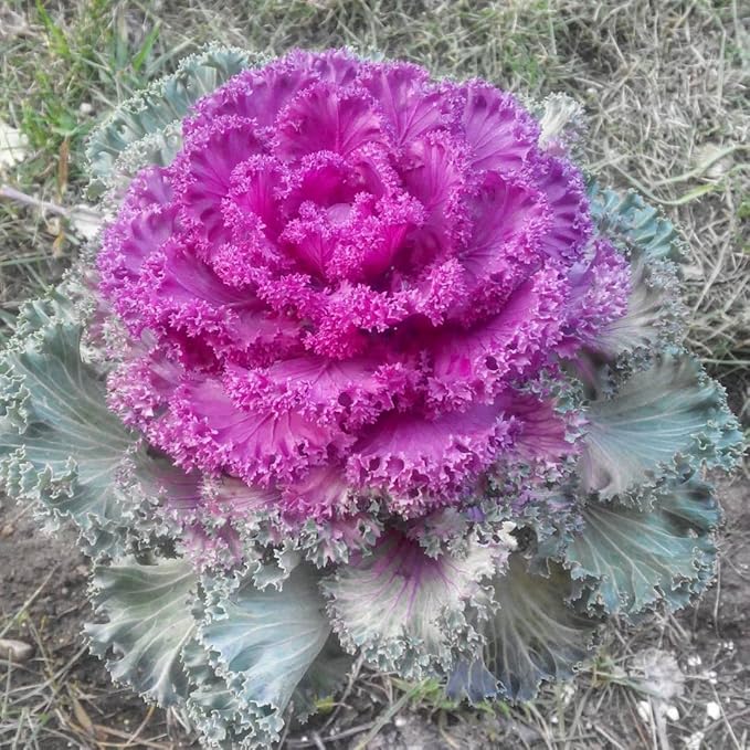 Seeds Vegetable Flowering Kale Mix (Ornamental Cabbage) Fringed - 50-100 Seeds
