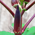 Okra Hill Country Red Seeds (25 Count) COOL BEANS N SPROUTS Brand. Home Gardening.