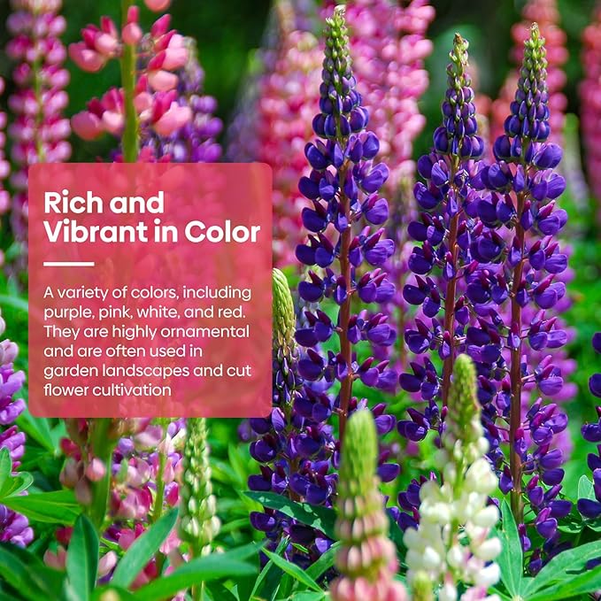 Groundio Russell Lupine Seeds, Lupinus Ployphyllus 36-48 Inch Tall Mix Color Flower, Red, White, Pink, Purple Perfect for Garden, Non-GMO | Heirloom | Open Pollinated, USDA Zone 3-9