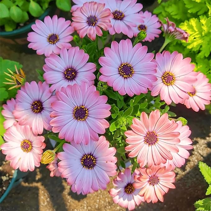 Mixrug African Daisy Seeds for Planting, 150pcs Osteospermum Daisy Seeds Non-GMO Heirloom Perennial Rare Colorful Flower Plants, Open Pollinated Beauty Home Garden Flowers for Outdoors