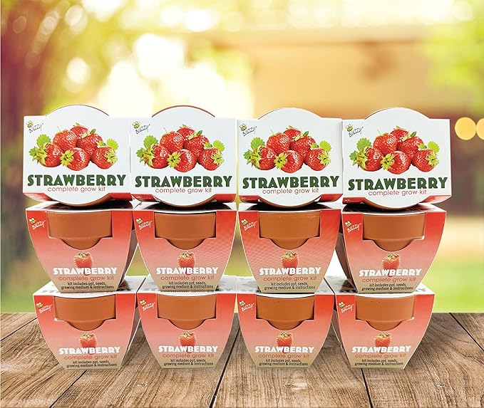 BUZZY Seeds Mini Terracotta Grow Pots, Alpine Strawberry DIY Plant Kit, 12-Pack Classic Collection, Indoor and Outdoor Planting, Wedding Favors, Gardening Gift, Showers, Valentine