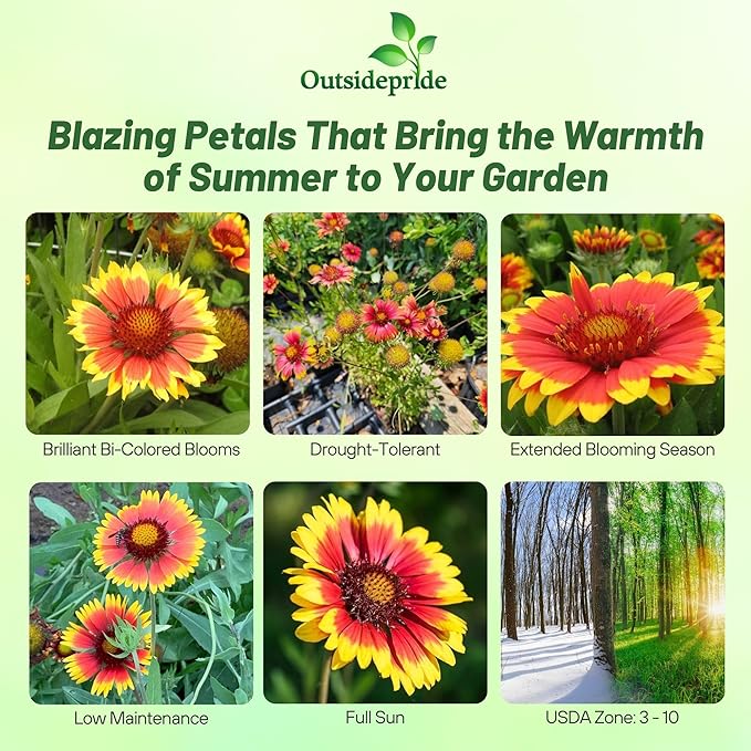 Outsidepride Gaillardia Pulchella Red Indian Blanket Seeds for Planting - 1 lb Annual Flower Seeds, Heat & Drought Tolerant for Xeriscaping, Borders, & Small Garden Spaces