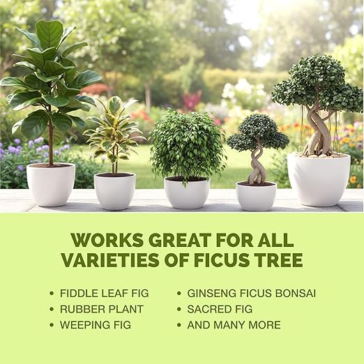 Ficus Tree Fertilizer – Liquid Plant Food for Lush Foliage, Stronger Roots & Healthy New Growth, 8 oz