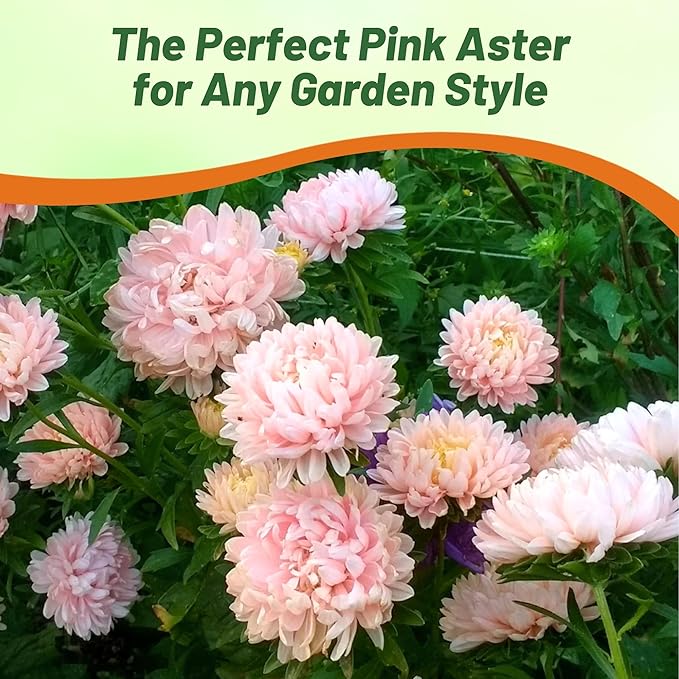 Outsidepride Paeony Aster Seeds - 1,000 Pcs Annual, Hardy & Pollinator Friendly Flower Seeds for Planting Vibrant Double Incurved Pink Petals, Ideal for Meadows & Aesthetic Gardens