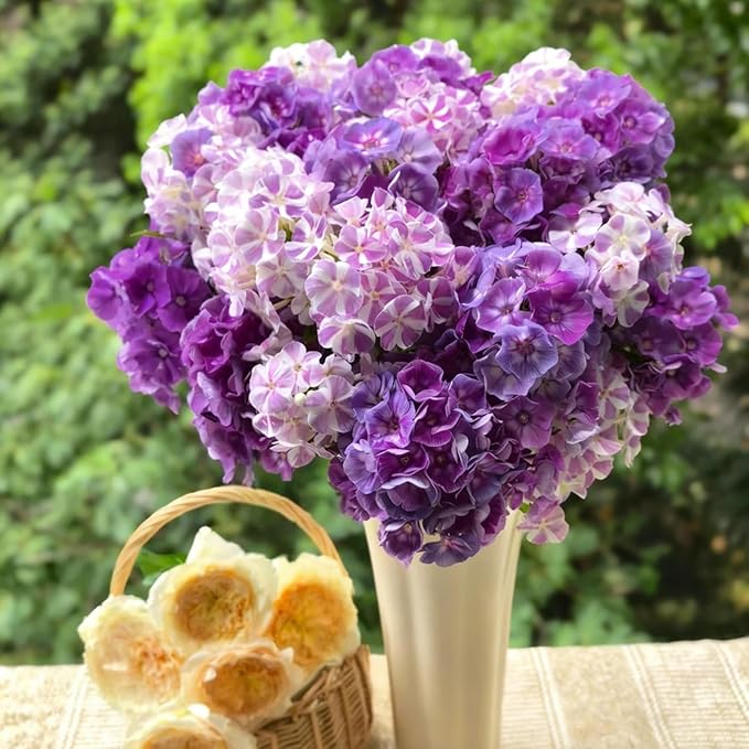 Creeping Phlox Seeds for Planting, 1000+pcs Rare Perennial Creeping Purple Phlox Flower Seeds Plants, Non-GMO Heirloom Dwarf Ground Cover Beauty Flowers Plants for Home Garden Outdoors