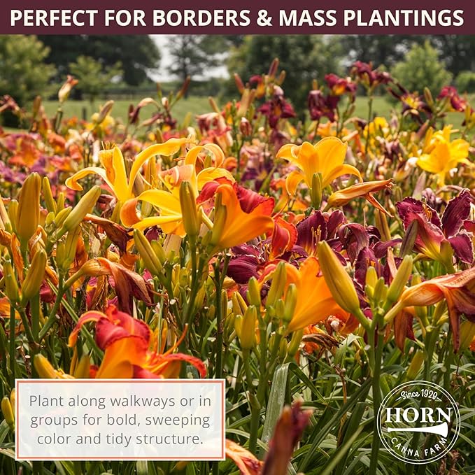 Strutter’s Ball Daylily Flower Bulbs – Deep Red-Purple Ruffled Blooms with Yellow Throat – Hardy, Pollinator-Friendly Perennial for Full Sun (Zones 3–9) Fall Planting Spring Blooming