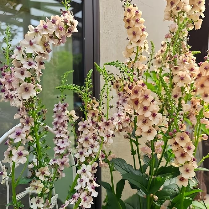 300pcs Verbascum Flower Seeds - Hardy Perennial, Non-GMO Premium Quality, Easy to Plant & Thrive, Stunning Blooms for Outdoor Gardens, Borders & Landscaping
