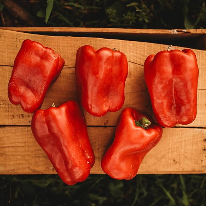 Napoleon Sweet Red Bell Pepper - 25 Seeds - Rare Heirloom & Open-Pollinated Variety, USA-Grown, Non-GMO Vegetable Seeds for Planting Outdoors in The Home Garden, Thresh Seed Company