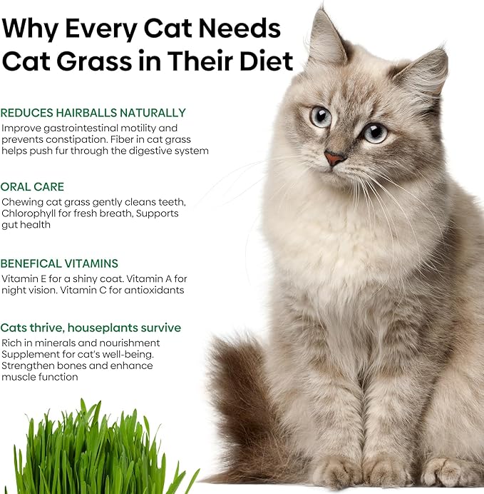 Cat Grass Seeds, 4 Oz, Non-GMO Wheat Cat Grass Seeeds & Oat Seeds Mix, High Germination Cat Grass Seeds Grown in USA for Indoor Cats