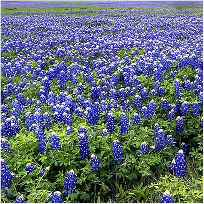 Texas Bluebonnets - Approximately 100 Seeds .1 Oz - Texas State Flower