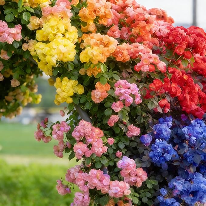 Mixed Climbing Rose Seeds for Planting, 295+pcs Rare Rose Flower Seeds, Heirloom Non-GMO Home Garden Bloom Flowers Plants for Outdoors Indoors