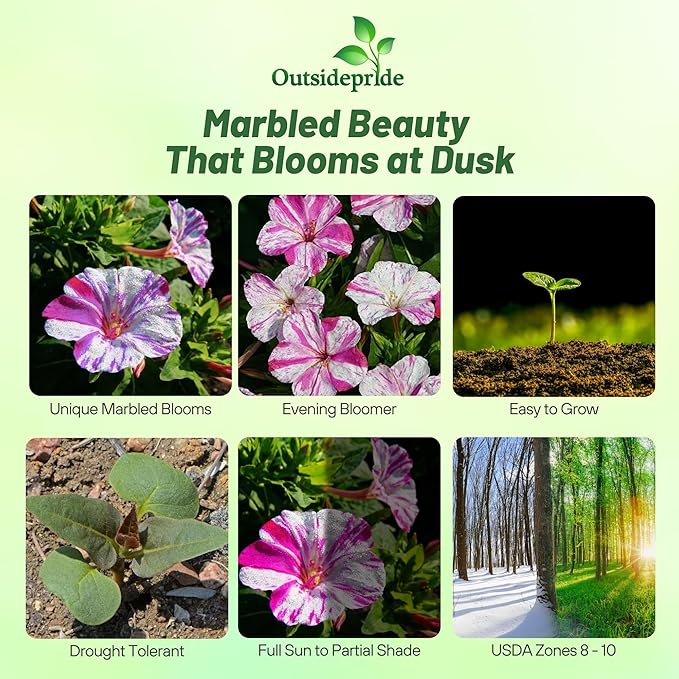 Outsidepride Marbles Red White Four O'clock Flower Seeds - 100 Pcs Perennial Fragrant, Trumpet-Shaped Blooms, Easy to Grow, for Pollinator & Evening Gardens, Containers, Hedges, or Borders