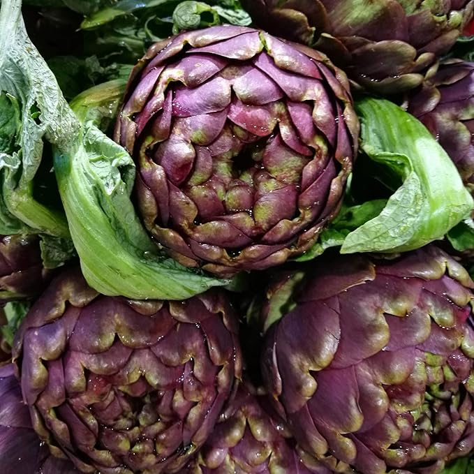 Purple Italian Globe Artichoke Seeds - 0.25 Oz - Non-GMO, Heirloom Vegetable Garden Seeds - Cynara scolymus