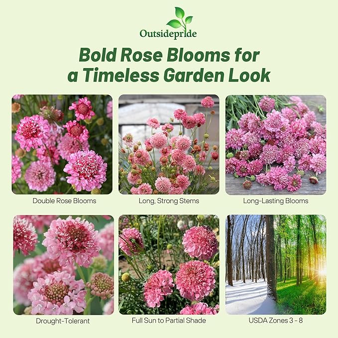 Outsidepride Double Rose Scabiosa Seeds - 200 Pcs Annual Pincushion Flower Seeds That Attract Pollinators, Upright & Neat Growth Habit for Small Gardens, Borders, Containers, & Xeriscaping