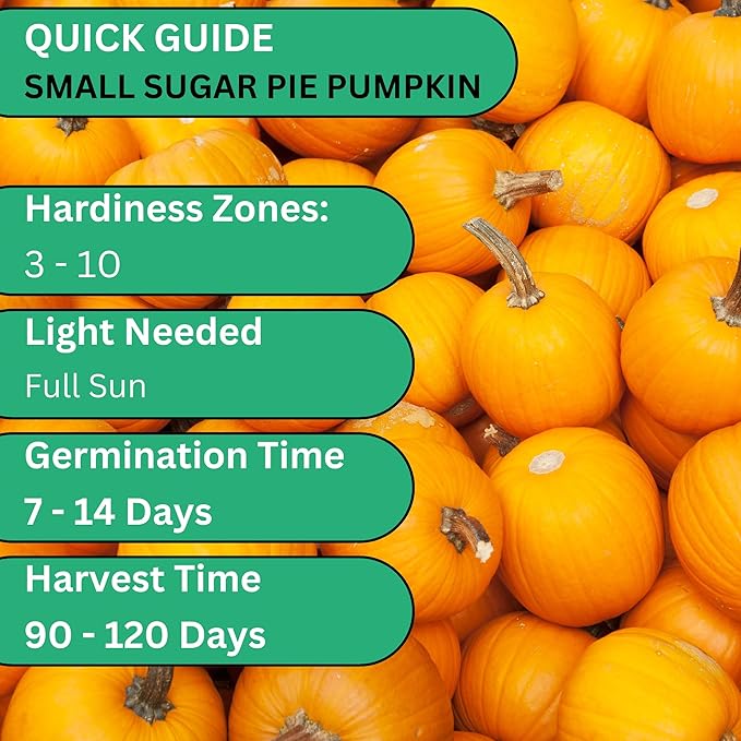 Woods Creek Seeds: Small Sugar Pie Pumpkin Seeds for Planting - Over 40 Heirloom Non-GMO Pumpkin Seeds to Plant - Ideal Heirloom Seeds to Grow for Pies & Fall Harvest - Pumpkins for Outdoor Gardens