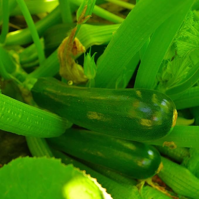 Black Beauty Zucchini - 25 Seeds - Heirloom & Open-Pollinated Variety, Easy-to-Grow, Non-GMO Vegetable Seeds for Planting Outdoors in The Home Garden, Thresh Seed Company