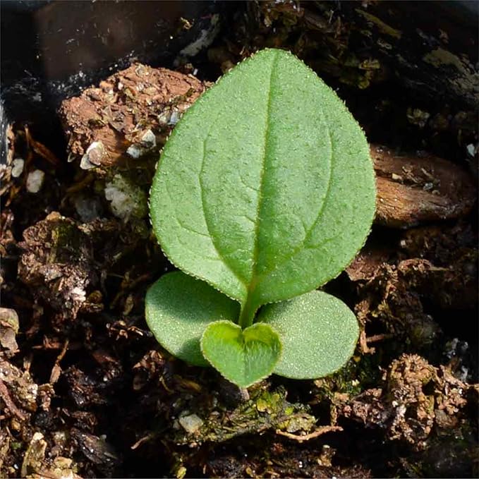 Seed Needs White Swan Coneflower Seeds for Planting Echinacea - Heirloom & Open Pollinated Perennial Flower - Attract Pollinators to a Butterfly Garden (5 Packs)