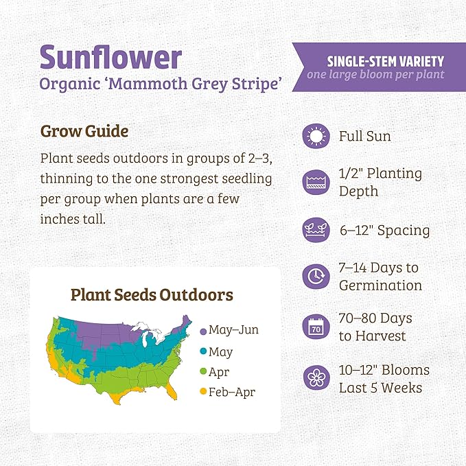 Back to The Roots 100% Organic Heirloom Seeds - Mammoth Giant Sunflower Value Pack (4.8g)