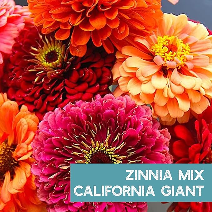Zinnia Seeds for Planting Outdoors ~1,500 California Giant Mix Zinnia Seeds - Beautiful 4' Tall Wildflower Blossoms - Zinnia elegans Pollinator Seed Mix - Bright, Cheerful Annual Flower Seed