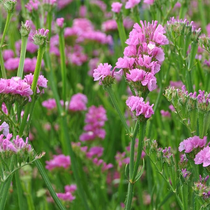 Outsidepride Rose Statice Flower Seeds - 2000 Pcs Annual Easy to Grow Drought Tolerant Flower Seeds for Floral Arrangements, Borders, & Pollinator Garden