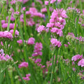 Outsidepride Rose Statice Flower Seeds - 2000 Pcs Annual Easy to Grow Drought Tolerant Flower Seeds for Floral Arrangements, Borders, & Pollinator Garden