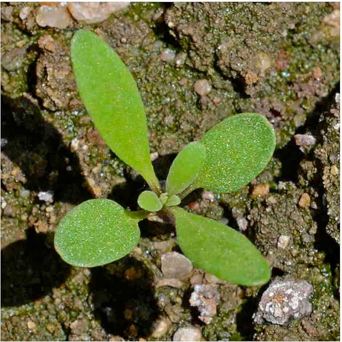 Seed Needs Royal Carpet Alyssum Seeds for Planting - Heirloom & Untreated - Tender Perennial Flowers to Attract Pollinators to Rock Gardens, Pots, Containers & Window Boxes (1 Pack)