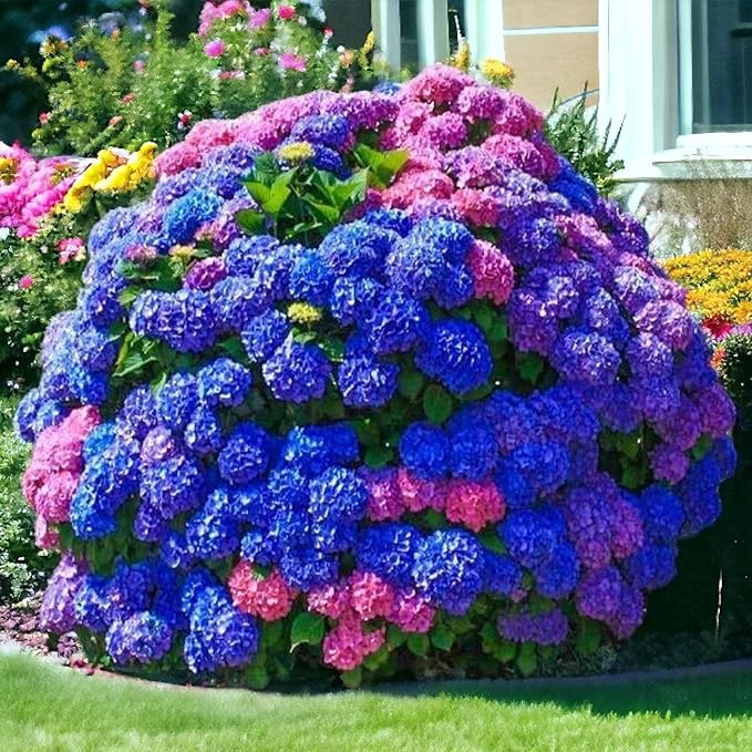 35 Mixed Color Hydrangea Seeds – Blue, Pink & Purple Blooming Flower Seeds for Home Garden Planting, Non-GMO