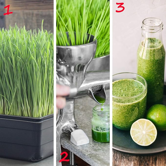 5-Pack 1020 Garden Growing Trays without Drain Holes - 10" x 20" Plastic Plant Trays No Holes - Wheatgrass Sprouting Tray, Microgreens Seed Tray, Hydroponic Trays, Nursery Flats, & Greenhouse Supplies