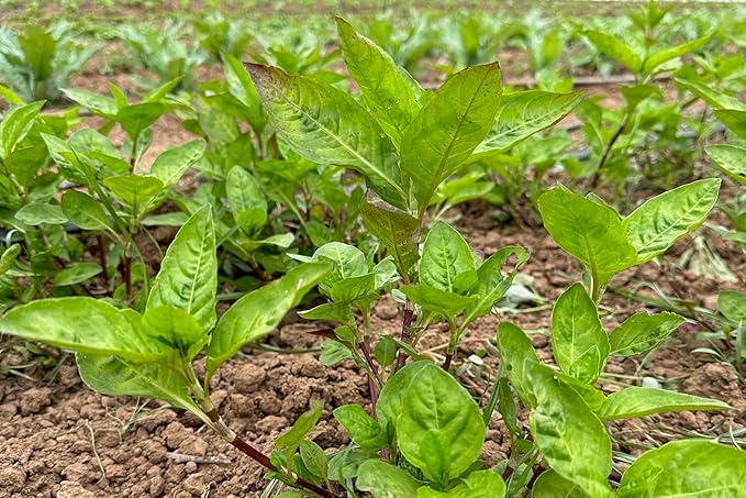 Plant Good Seed Japanese Indigo Seeds for Planting: Grow for Plant Dye, Makes Green Blue Colors - 200 Seed Packet