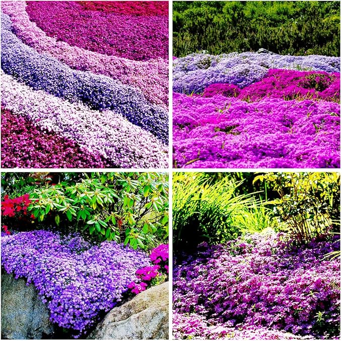 1000pcs Purple Creeping Thyme Seeds Ground Cover, Thyme Seeds for Planting Outdoors,Perennial Thymus Serpyllum Seed Flower Non-GMO Heirloom for Garden Home