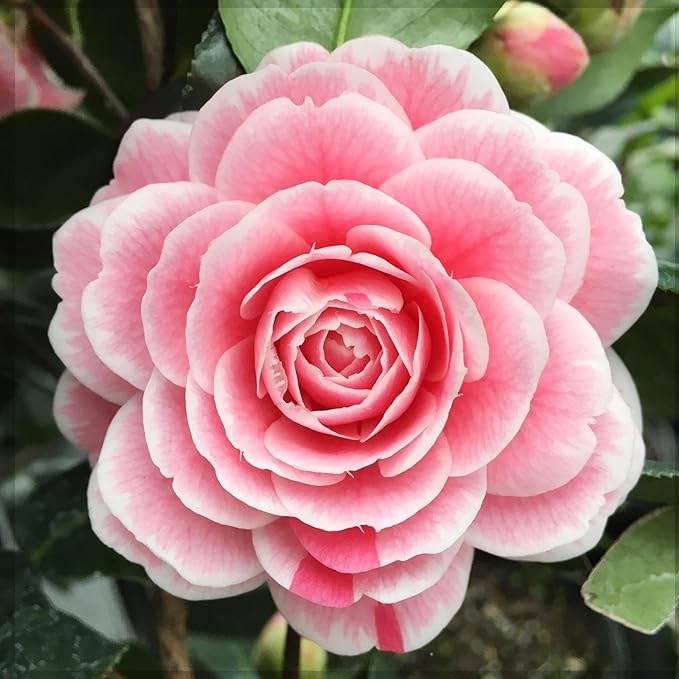 20+ Mixed Camellia Seeds for Planting-Camellia Shrub Impatiens Balsamina Flower Seeds Plants in Potted Balcony Low-Maintenance