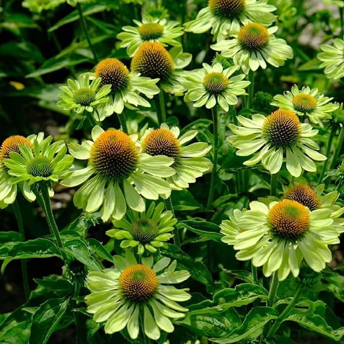 1000pcs Echinacea Coneflower Seeds for Planting, Non-GMO Heirloom Perennial Rare Echinacea Flower Plant Seeds, Landscape Hardy Garden Flowers for Outdoors