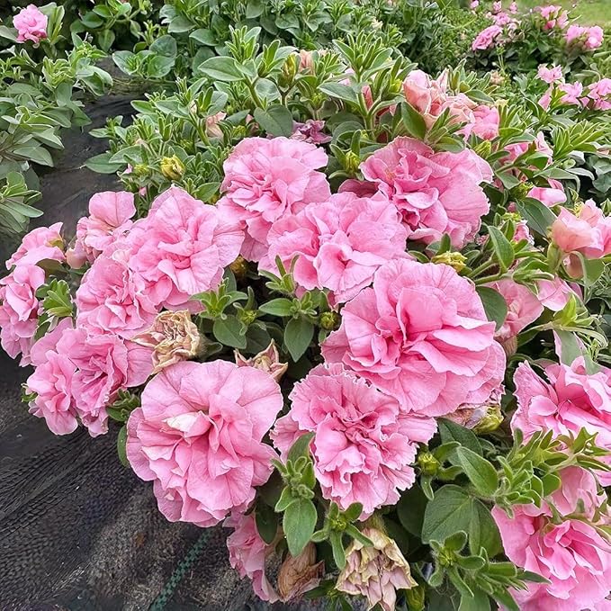Petunia Seeds Mix 1000pcs- Vibrant Multi-Color Blooms for Pots, Hanging Baskets & Borders, Fast Growing Flowers to Attract Butterflies, Beginner-Friendly Garden Starter Pack