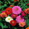 Zinnia Seeds Bulk 10,000+ | Outdoor Flower for Planting | Zinnia Seeds for 2026 | Mixed Colors & Large Blooms for Gardens| High Germination, Beginner-Friendly & Giftable Packaging