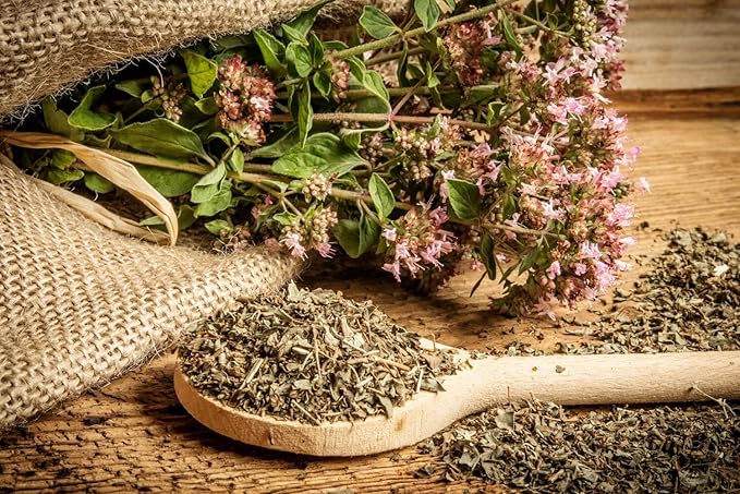 Seeds4planting - Seeds Oregano Heirloom Herbs Non GMO