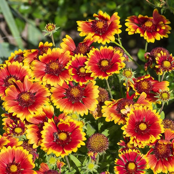 Mixrug Mix Blanket Flower Seeds for Planting, 300pcs Blanket Gaillardia Perennial Flower Seeds Non-GMO Heirloom Rare Plants, Beauty Home Garden for Outdoors