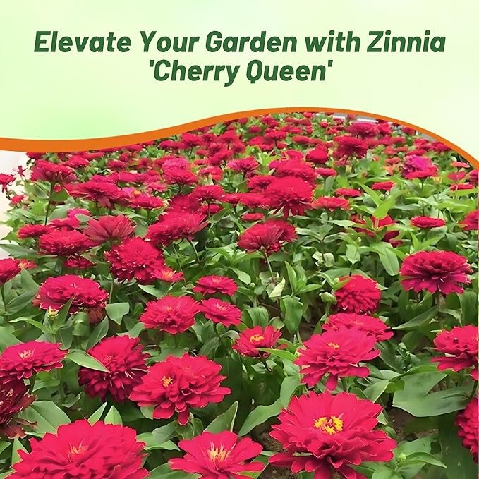 Outsidepride Dahlia Flowered Cherry Queen Zinnia Seeds - 2000 Pcs Annual, Hardy, Drought Tolerant & Deer Resistant, Ideal for Cut Flowers, Containers, Pots, Pollinator Gardens, Background & Borders
