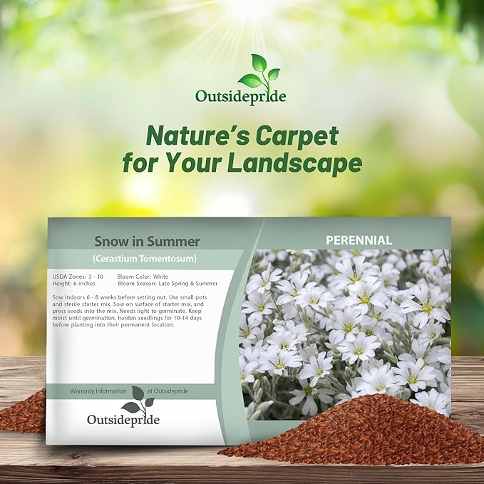 Outsidepride Snow in Summer Seeds - 5000 Pcs. Perennial, Drought-Tolerant & Easy to Grow, Ground Cover Seeds for Planting Silver Foliaged, White Blooms, Great for Rock Gardens, and Dry Landscapes