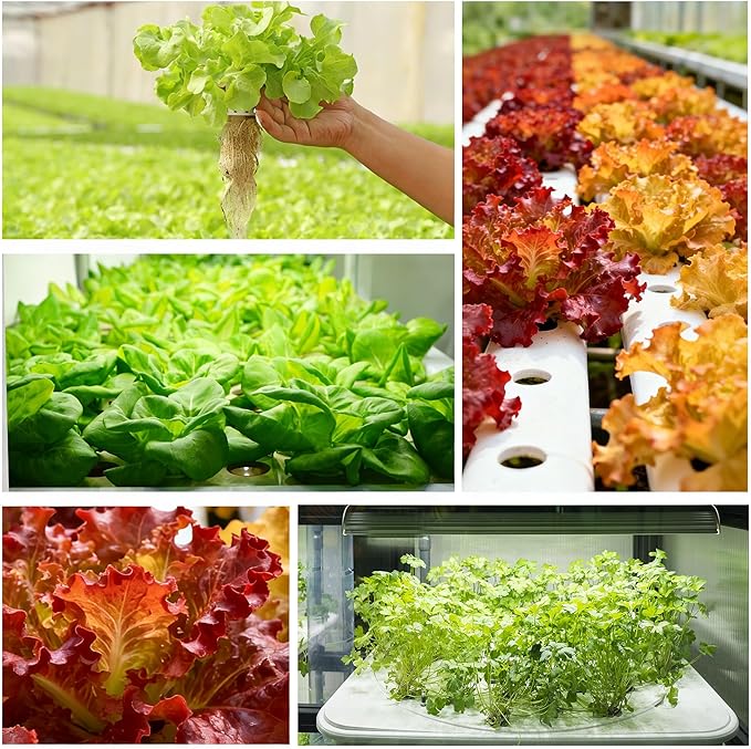 50 Pack Round hydroponic Growth Sponge, Suitable for Indoor and Outdoor hydroponic Gardens, Seed Germination, Plant Rooting, Vegetable Cultivation, Flower Arrangement