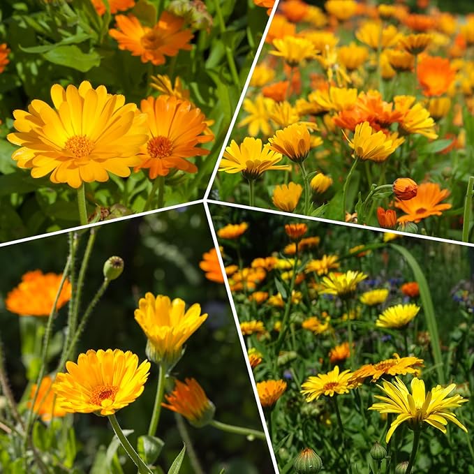 Groundio Calendula Seeds Pacific Beauty Mix, 3000+ Calendula Officinalis Seeds, Open Pollinated Non-GMO Wildflower Seed Grown in The USA, 1 Ounce